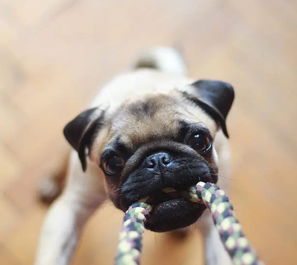 rex dog playing with a rope