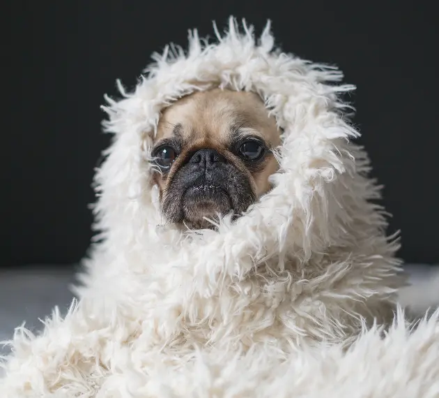 rex dog in a blanket