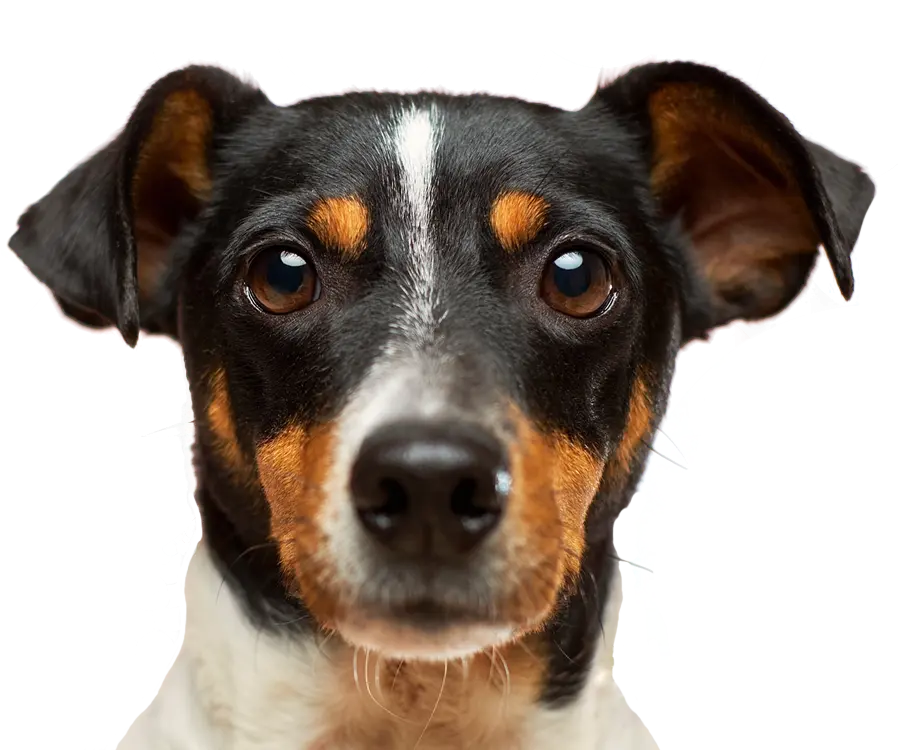 Happy washed dog stares at user