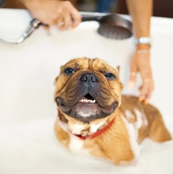 trending doggy spa package